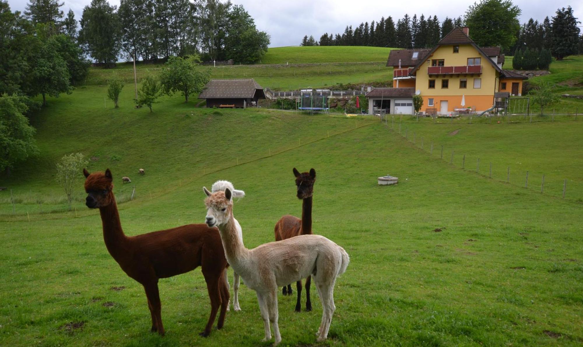Biohof Kroisleitner Sankt Jakob im Walde Esterno foto