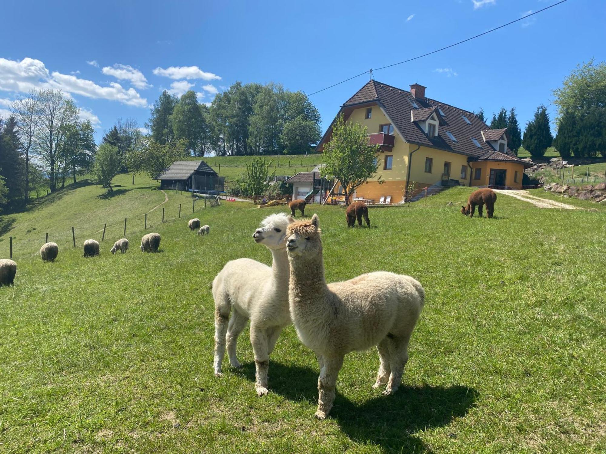 Biohof Kroisleitner Sankt Jakob im Walde Esterno foto